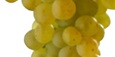 Vând struguri de vin în vrac în Somogysámson. Zenit,
