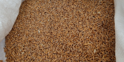 5 tons of organic spelt, Franckenkorn, is for sale.