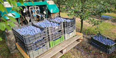 Prune en gros – direct din livadă Distribuim prune