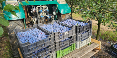 Prune en gros – direct din livadă Distribuim prune
