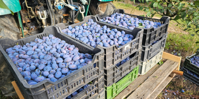 Prune en gros – direct din livadă Distribuim prune