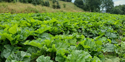 Rubarbă Cașubiană, proaspătă în pachete sau tăiată pe una