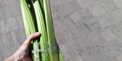 Rubarbă Cașubiană, proaspătă în pachete sau tăiată pe una