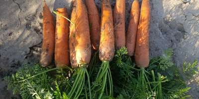 I will sell commercial and industrial carrots of the