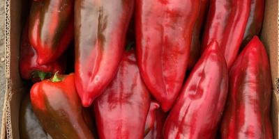 Ich verkaufe Kapia-Paprika für 1,00 € in der Industrie