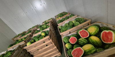 Ich werde polnische Wassermelone der Sorte Melia verkaufen