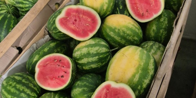 Ich werde polnische Wassermelone der Sorte Melia verkaufen