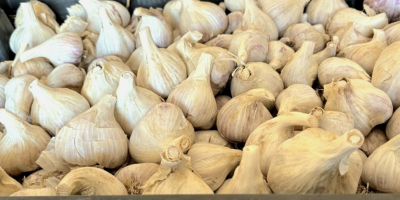 We are a Moldovan company that sells premium Lyubasha