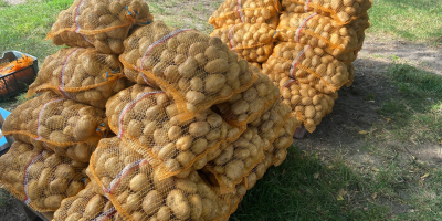 DENAR-Kartoffeln, 40 Säcke à 15 kg. Ungewaschen, aus leichtem