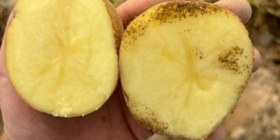 Potatoes are sold for €0.30 per kg. [Telephone] We