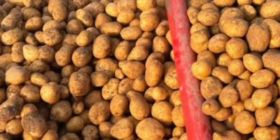 Potatoes are sold for €0.30 per kg. [Telephone] We