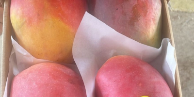Mango fresh ready to eat imported from Egypt to