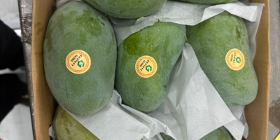 Mango fresh ready to eat imported from Egypt to