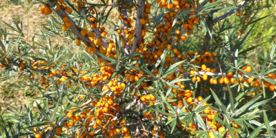 Sea buckthorn, Clara and Mara varieties. Frozen condition.