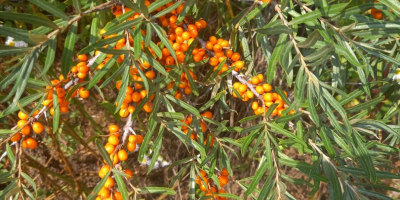 Sea buckthorn, Clara and Mara varieties. Frozen condition.