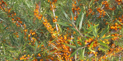 Sea buckthorn, Clara and Mara varieties. Frozen condition.