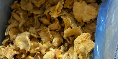 We have 8 tons of cleaned, frozen chanterelles for