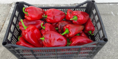 Ofertă de legume proaspete Ardei roșii. „Bašta i špajz”