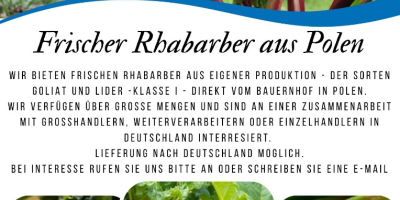 Wir verkaufen Rhabarber Goliath. Lieferung nach Deutschland möglich. Ansprechpartnerin