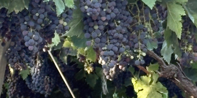 Struguri de vânzare. Diverse soiuri: Montepulciano, Lambrusco, Pizzutella și