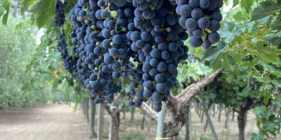 Struguri de vânzare. Diverse soiuri: Montepulciano, Lambrusco, Pizzutella și