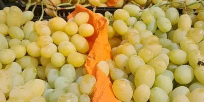 Продаю большой объём отличного и высококачественного винограда знаменитого сорта