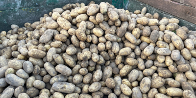 Сорта картофеля Королева Анна и Джула