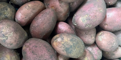Selling : Onion , Carrotes, Parsnip , Potatoes 10kg