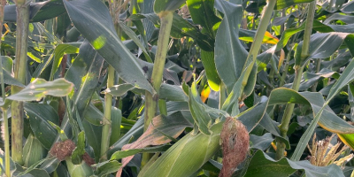 Kiara f1 super sweet sweet corn. Straight from the