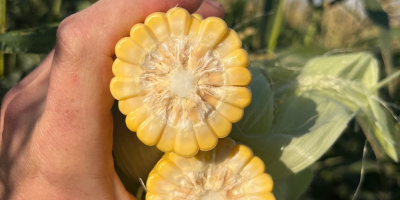 Kiara f1 super sweet sweet corn. Straight from the