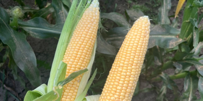 Kiara f1 super sweet sweet corn. Straight from the