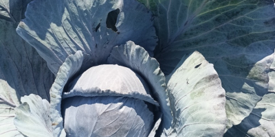 Hallo, ich verkaufe Rotkohl im Gewichtsbereich von 1-3 kg,