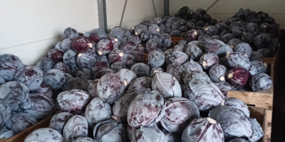 Hallo, ich verkaufe Rotkohl im Gewichtsbereich von 1-3 kg,