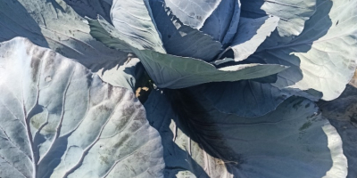Hallo, ich verkaufe Rotkohl im Gewichtsbereich von 1-3 kg,