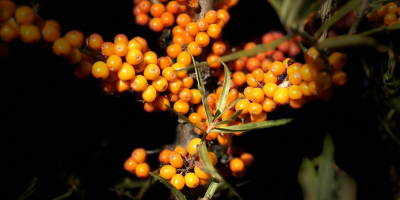 Attualmente disponiamo di 2 tonnellate di olivello spinoso congelato,