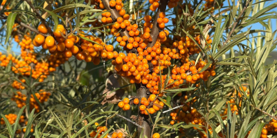 Attualmente disponiamo di 2 tonnellate di olivello spinoso congelato,