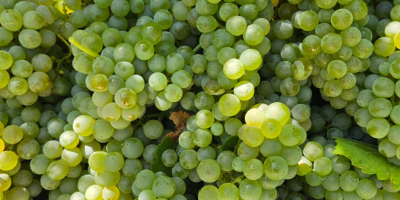 Ich verkaufe DOC Pecorino-Trauben von ausgezeichneter Qualität. 19/21 %