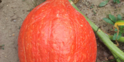 I will sell Gomez and Hokkaido pumpkins, phone [phone]