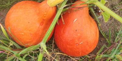 I will sell Gomez and Hokkaido pumpkins, phone [phone]