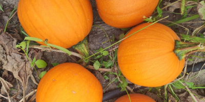 I will sell Gomez and Hokkaido pumpkins, phone [phone]