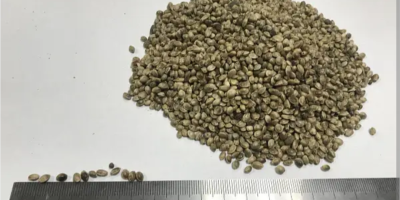 A company from Ukraine can supply mittel