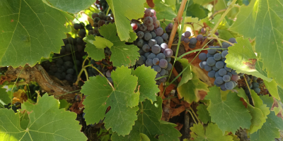 ROTE GARNACHA-TRAUBEN VON EXZELLENTER QUALITÄT – ERNTEBEREIT! ✅ Reifer