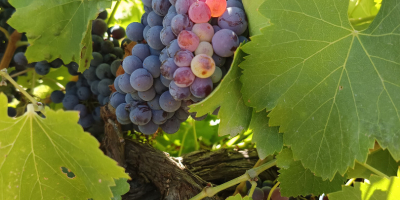 ROTE GARNACHA-TRAUBEN VON EXZELLENTER QUALITÄT – ERNTEBEREIT! ✅ Reifer