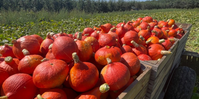 Salve, vendo una zucca Hokkaido appena raccolta, del peso