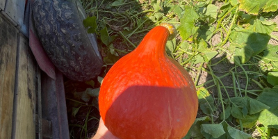 Salve, vendo una zucca Hokkaido appena raccolta, del peso