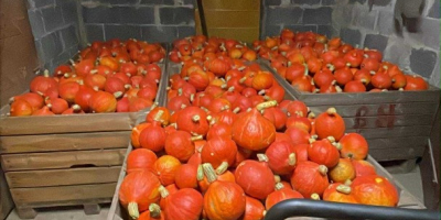 Salve, vendo una zucca Hokkaido appena raccolta, del peso