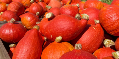 Salve, vendo una zucca Hokkaido appena raccolta, del peso