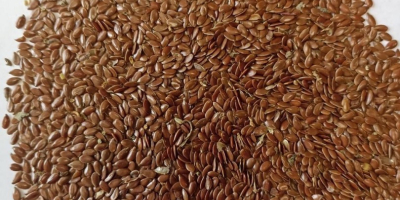 We offer export supplies of oilseeds Our group of