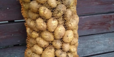Hello. I am selling edible potatoes. For more information,