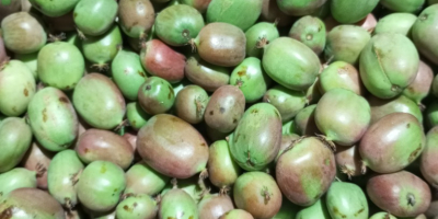 Mini kiwi in vendita. Raccolto di quest&#39;anno. Varietà Bingo.